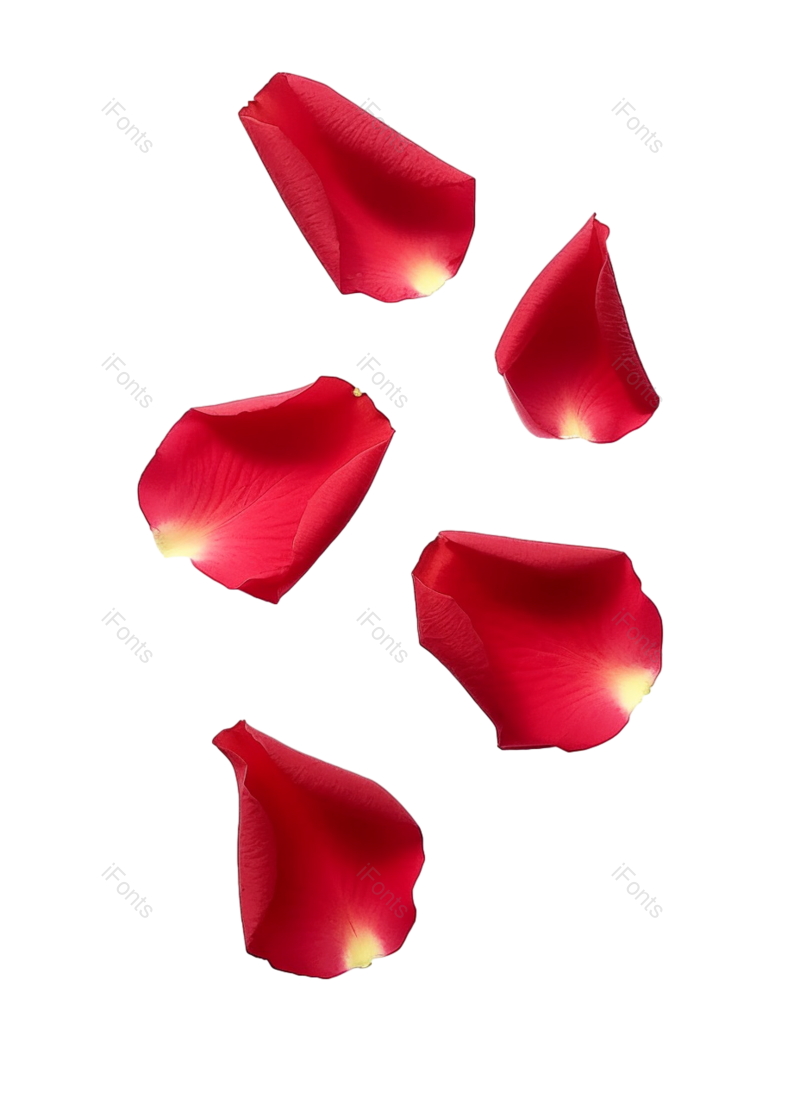 装饰图片,花瓣装饰元素,玫瑰花PNG,玫瑰免抠素材